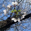 今年も桜が観れた。