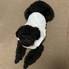 お客様ワンちゃん