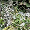 重すぎる腰をあげました　庭の雑草取り③