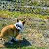 ウンチをしているときの犬はなぜ悲しそうな顔をするのか