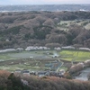 日和田山の山桜