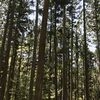 菩提寺山②～植物の説明板から岐阜に飛んじゃった（新潟県新潟市秋葉区）
