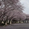 2023.3.27 土浦の桜～福来軒