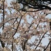　春爛漫