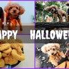 ハッピーハロウィン♪