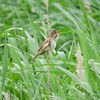飛んで来て囀るオオヨシキリ