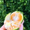 秋の味覚🍊