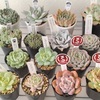 【気になる多肉植物】多肉and雑貨フェスinいわてvol4にGO！