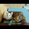里親さん決定🐱🌟