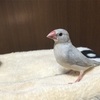 文鳥はじめました。