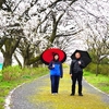 加治川の桜を見に行くぜ