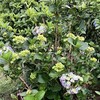 あぶなかった～～。　ハチドリが巣をかけてました、しかも既に孵ってました！　　～藤、紫陽花など　オレンジ家の裏庭だより