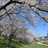 のんびりお花見♪　福島県の「公園の桜」＜会津編＞5選