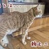 ニャンコ相関図改訂版と思ふこと