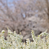 公園、桜