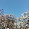 梅満開