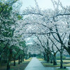 日々の写真 2025 vol.3／雨の桜を少しだけ