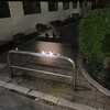 こんなところにピコリーノ