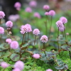 ちっちゃい庭の草花たち～立夏の前に