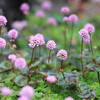 ちっちゃい庭の草花たち～立夏の前に