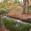 糺の森　下鴨神社　待望の紅葉