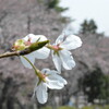 一気の桜のように