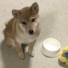 柴犬あきとの生活　87