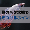 夏のベタ水槽で気をつけるポイント