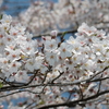 三ツ沢公園の桜がきれいでした