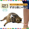 その名も、ずぼら猫じゃらし！足首につけて歩くだけで一人遊びできる、手放し猫じゃらし