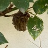 アシナガバチも分蜂っていうのかな