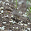 夕方の労働公園の野鳥を紹介（２０２０　０５２２）その２。