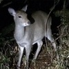 ナイトハイクで星と夜景と動物を楽しむ（夜登山の服装/装備/ライト）