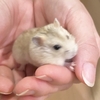 ブログの方向性に悩む