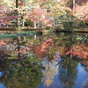 【土岐市】曽木公園の紅葉2024。ライトアップは昨年で終了。