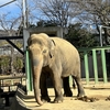 2024/02/18　王子動物園訪問記録（ズゼ）