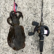 ベイトフィネスエギング 釣りで海に挑むblog