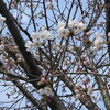 稲荷山公園の桜_