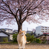 地元観光地のねこさん