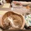 雨田甘夏、値上がりです。【猫と底冷えと丸まり事情】