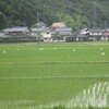 白い鳥　’１９