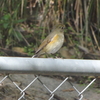 秋の渡り継続中(靭公園探鳥2020年11月)