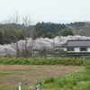 展勝地混み過ぎだ！