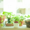 向山雄治の空間の印象を明るくする！おすすめ観葉植物のご紹介！☆彡