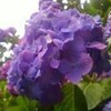  続々・アジサイの花