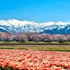 舟川べりの桜を見るために富山⇒泊⇒糸魚川⇒白馬を旅する（1日目）