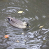 Mon.  　晩秋の千秋公園
