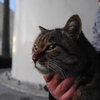 1月前半の #ねこ #cat #猫 その4
