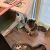 猫と国会図書館月報