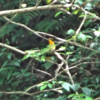 野鳥の合唱に癒され蜂や蛇にビビる遊び